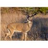 Image 2 : Iowa Governor's Special Nonresident Deer License.
