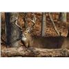 Image 4 : Iowa Governor's Special Nonresident Deer License.