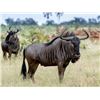 Image 1 : NB Safaris 7-Day South Africa Hunt for Four Hunters.