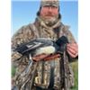 Image 3 : North Dakota Waterfowl.