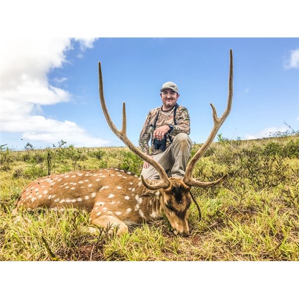 Trophy Axis deer hunt in Hawaii for 1 Hunter