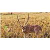 Image 3 : Trophy Axis deer hunt in Hawaii for 1 Hunter