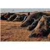 Image 2 : Texas Hog Hunt 2 Hunters, 3 days, 3 nights