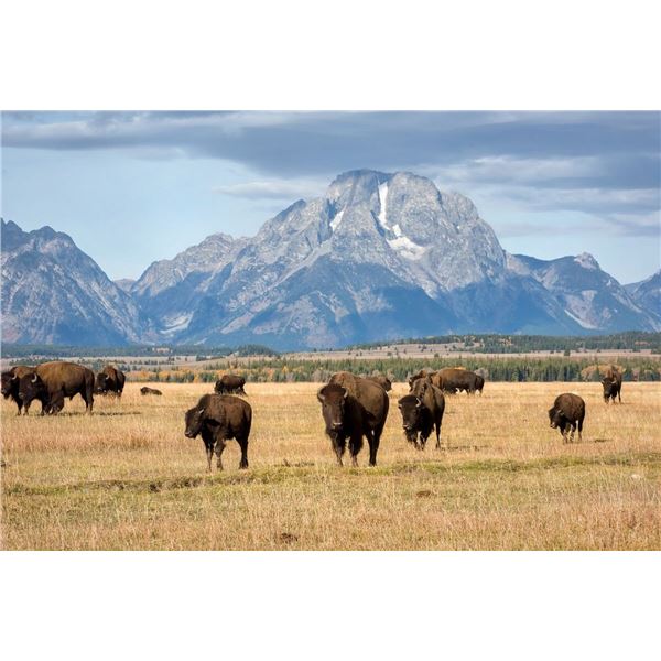 Jackson Hole, Wyoming trip for Two