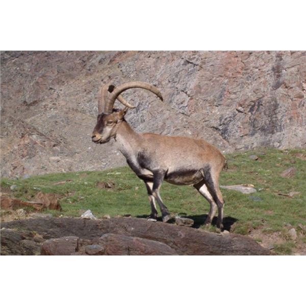 Southeastern Ibex 4-day Hunt in South Spain for 2 Hunters