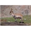Image 1 : Southeastern Ibex 4-day Hunt in South Spain for 2 Hunters