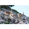 Image 2 : Southeastern Ibex 4-day Hunt in South Spain for 2 Hunters