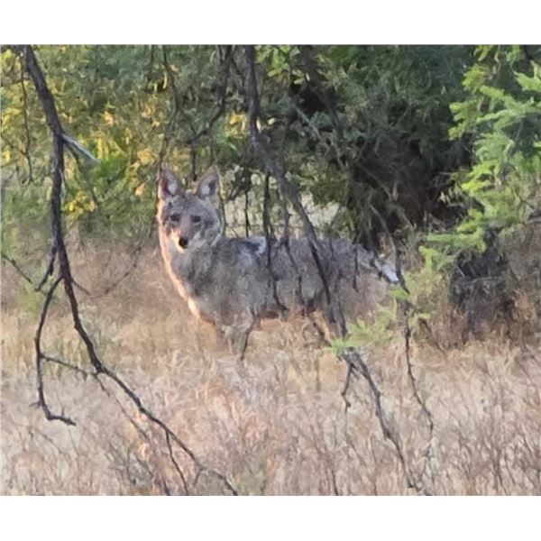 Southern Arizona Predator Hunt for 2 with FilthyFur Predator Calling