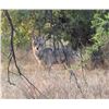 Image 1 : Southern Arizona Predator Hunt for 2 with FilthyFur Predator Calling