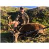 Image 1 : New Zealand Red Stag and Fallow Buck Hunt for 2 Hunters