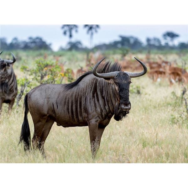 South Africa-Impala, Blesbok & Wildebeest with Wildest International Safaris