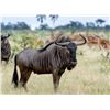 Image 1 : South Africa-Impala, Blesbok & Wildebeest with Wildest International Safaris