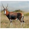 Image 2 : South Africa-Impala, Blesbok & Wildebeest with Wildest International Safaris