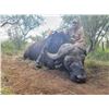 Image 1 : Cape Buffalo Cow Hunt, 10 Day Hunt, 2 Hunters with Ubathi Global Safaris
