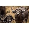 Image 2 : Cape Buffalo Cow Hunt, 10 Day Hunt, 2 Hunters with Ubathi Global Safaris