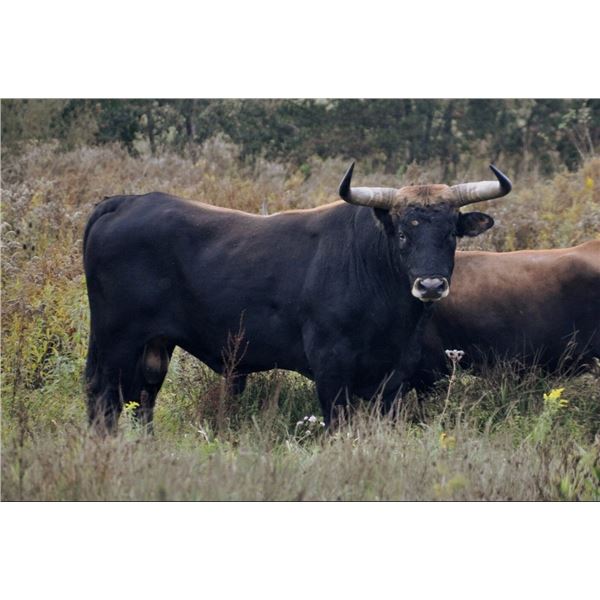 Wild Bovine Bull Hunt and Guided Mountain Lion Hunt - Southern Arizona