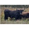 Image 1 : Wild Bovine Bull Hunt and Guided Mountain Lion Hunt - Southern Arizona