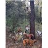 Image 2 : Wild Bovine Bull Hunt and Guided Mountain Lion Hunt - Southern Arizona