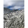 Image 5 : Wild Bovine Bull Hunt and Guided Mountain Lion Hunt - Southern Arizona