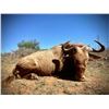 Image 2 : 7 Day South Africa Safari- JW African Safaris