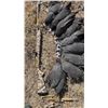 Image 1 : South African Bird Hunt and Big Game Hunt for 2