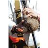 Image 2 : South African Bird Hunt and Big Game Hunt for 2