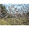 Image 2 : Argentina Dove Hunt for 4 Hunters/4 Days