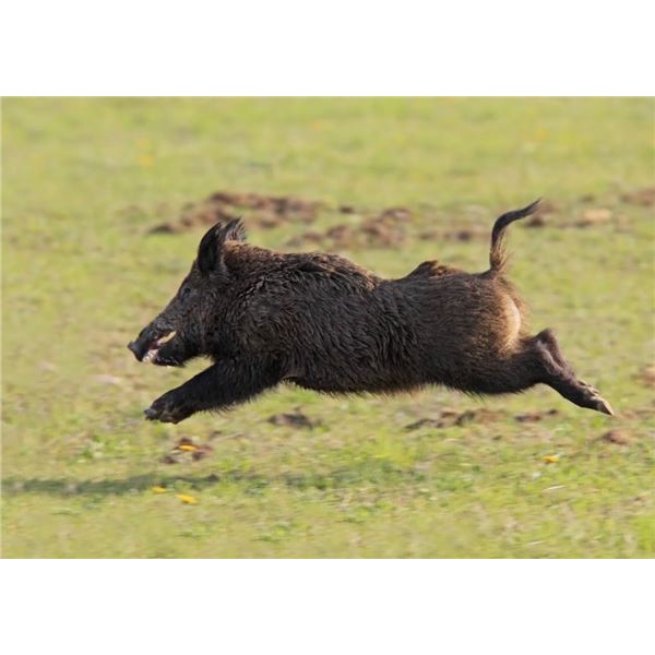 Texas Hog Hunt with Independence Ranch for 2
