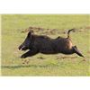 Image 1 : Texas Hog Hunt with Independence Ranch for 2