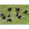 Image 2 : Texas Hog Hunt with Independence Ranch for 2