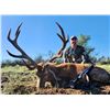 Image 1 : Northern Patagonia, Argentina Stag and Wild Boar Hunt for 2 with Mapu Hunting Lodge