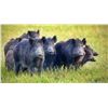 Image 2 : Northern Patagonia, Argentina Stag and Wild Boar Hunt for 2 with Mapu Hunting Lodge