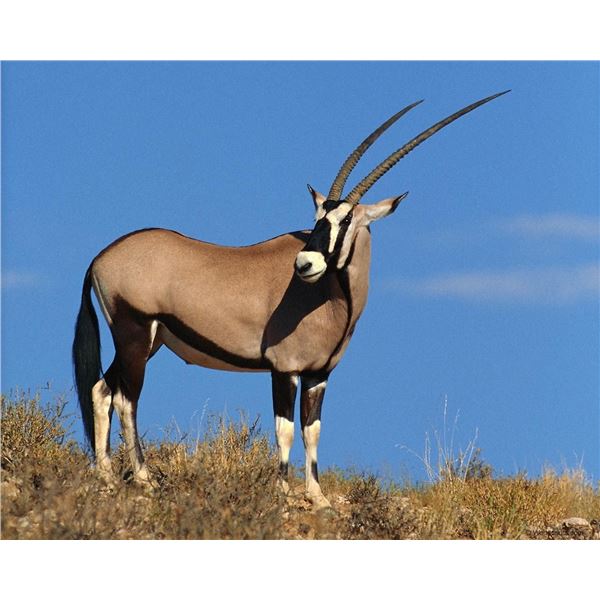 Namibia Free Range Oryx for 3 Hunters with Wildest International Safaris
