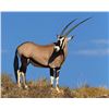 Image 1 : Namibia Free Range Oryx for 3 Hunters with Wildest International Safaris