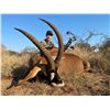 Image 3 : African Arrow Safaris, 10 day hunt for 4 Hunters