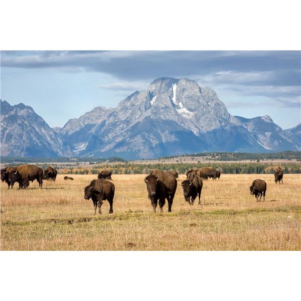 Jackson Hole, Wyoming trip for Two