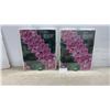 Image 1 : New Two 16 x 20" Mounting Frames