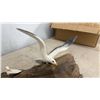 Image 2 : Seagull by Anne Hand-Painted Seagull Figurines on British Columbia Driftwood