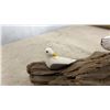 Image 3 : Seagull by Anne Hand-Painted Seagull Figurines on British Columbia Driftwood