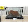 Image 1 : Hand-Carved Wooden Hippo Sculpture in Glass Display Case
