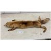 Image 1 : Holt Renfrew Vintage Red Fox Fur Stole with Full Body and Tail
