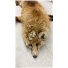 Image 6 : Holt Renfrew Vintage Red Fox Fur Stole with Full Body and Tail