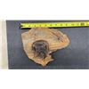 Image 2 : Set of Three Carved Wooden Face Sculptures on Natural Driftwood, Largest 12"