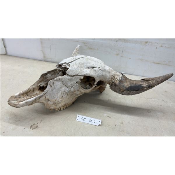 Buffalo Skull with Horns, 25" Spread