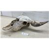 Image 1 : Buffalo Skull with Horns, 25" Spread