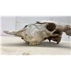 Image 2 : Buffalo Skull with Horns, 25" Spread