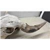 Image 3 : Buffalo Skull with Horns, 25" Spread
