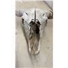 Image 4 : Buffalo Skull with Horns, 25" Spread