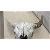 Image 5 : Buffalo Skull with Horns, 25" Spread