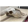 Image 6 : Buffalo Skull with Horns, 25" Spread